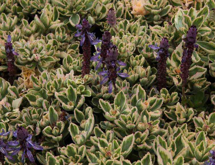 Image of Plectranthus neochilus 'Mike's Fuzzy Wuzzy'